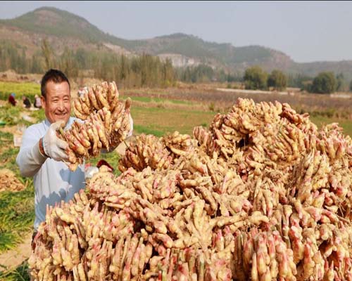  秋收時節好“豐”景